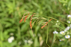 Carex davisii