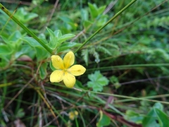 Lysimachia azorica