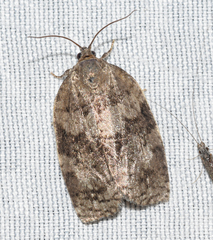 Choristoneura conflictana