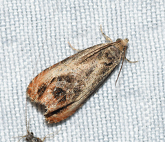 Olethreutes hamameliana