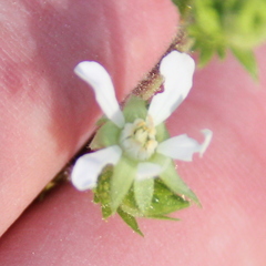 Horkelia clevelandii