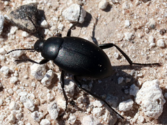 Eleodes fusiformis