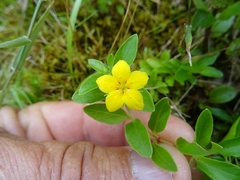Lysimachia azorica