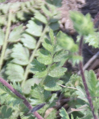 Horkelia clevelandii