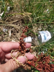 Rumex crispus