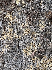 Selaginella wallacei