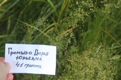Agrostis capillaris