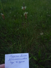 Plantago lanceolata