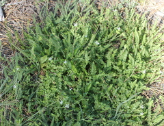 Horkelia clevelandii