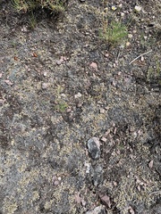 Selaginella wallacei