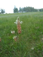Plantago lanceolata