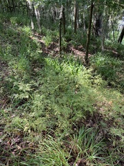 Trepocarpus aethusae