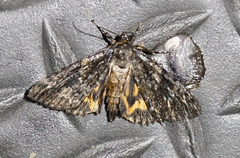 Catocala minuta