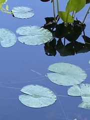 Nymphaea odorata tuberosa