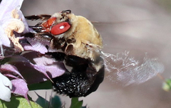 Centris caesalpiniae