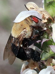 Centris caesalpiniae