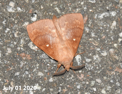 Dendrolimus superans