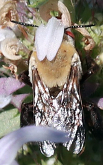 Centris caesalpiniae