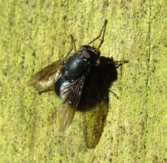 Calliphoroides antennatis