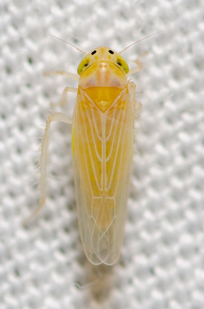 corn leafhopper