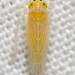Corn Leafhopper - Photo (c) Justin Williams, some rights reserved (CC BY), uploaded by Justin Williams