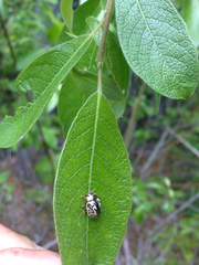 Calligrapha suturella