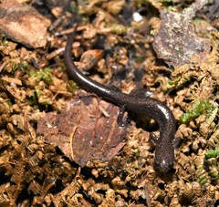 Plethodon nettingi