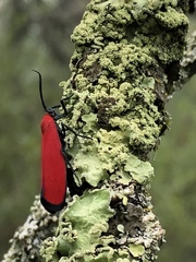 Lycomorpha regulus