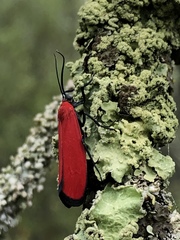 Lycomorpha regulus