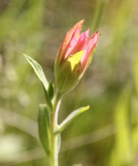 Castilleja miniata miniata