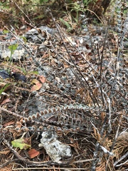 Astrolepis integerrima