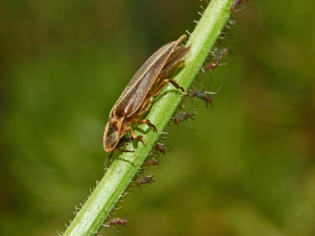 European Glow-worm