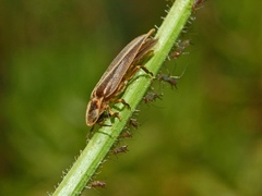 European Glow-worm