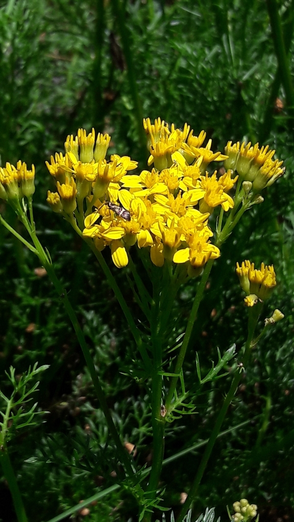Jacobaea adonidifolia