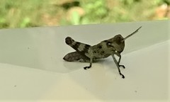 Melanoplus punctulatus