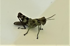 Melanoplus punctulatus