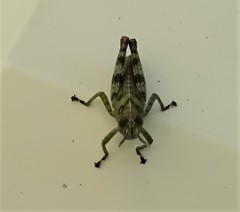 Melanoplus punctulatus