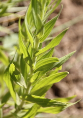 Castilleja miniata miniata