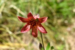 Lilium bolanderi