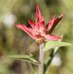 Castilleja miniata miniata