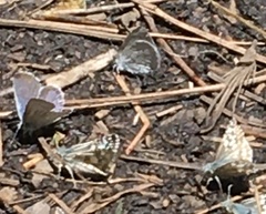 Cupido amyntula