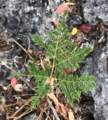 Cheilanthes leucopoda