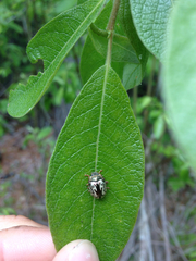 Calligrapha suturella