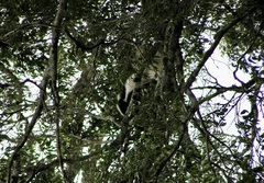 Colobus caudatus