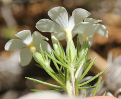 Leptosiphon floribundus