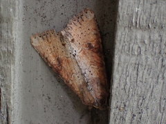Apamea alia
