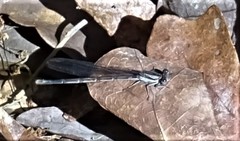 Argia tibialis