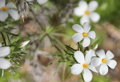 Leptosiphon floribundus