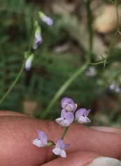 Vicia disperma