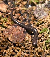 Plethodon nettingi